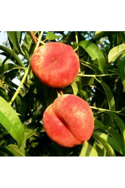 Персик інжирний Світ Кап — великі пласкі плоди на дереві